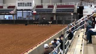 Hootie ASCA Nationals Shootout Cattle 2023 [upl. by Fleisher]