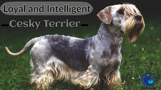 Cesky Terriers  Cesky Terrier Dog Breed All Characteristics And Facts About Cesky Terrier [upl. by Bathsheba716]