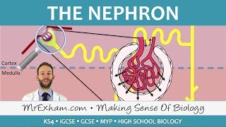 The Nephron  Ultrafiltration and Selective Reabsorption  GCSE Biology 91 [upl. by Ver]