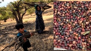 Documentary for Nomads Picking mountain pistachios [upl. by Ayotahc]