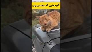 آخری دیگه دعواشون تعریف میکنه 😂😂 گربه طبیعت دیدنی جالب [upl. by Ydac113]