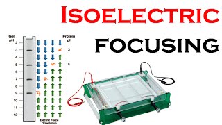 Isoelectric focusing in 2d gel electrophoresis [upl. by Annanhoj]