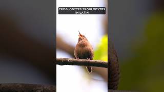 Eurasian Wren song birdwatching [upl. by Bradman167]