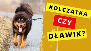 Kolczatka czy dławik Co wybrać [upl. by Balduin480]