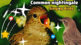 Common Nightingale Bird  Singing Birds  Birds and Animals [upl. by Marge]