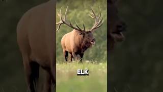 Echoes of the Wild The Haunting Call of the Elk shorts animals [upl. by Cass173]