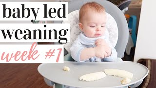 STARTING BABY LED WEANING ESSENTIALS  WEEK 1 RECAP  KAYLA BUELL [upl. by Yeoz726]