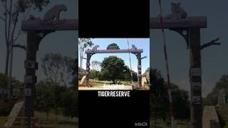 BUNDIPUR TIGER RESERVE AND MASINAGUDI TIGER RESERVE nature music relaxingmusic shortsvideo [upl. by Aibara]