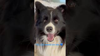 Loyal Border Collie Finds My Gloves bordercollielove bordercollie doglover [upl. by Orme]