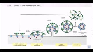 Vesicle formation [upl. by Aiekam]