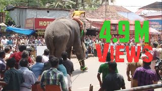 Elephant in KeralaTemple Festival HD Video [upl. by Celinka]