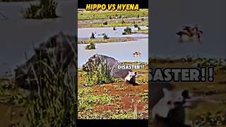 Hyena vs hippo trending animals wildlife hippo hyena shorts [upl. by Aekan]