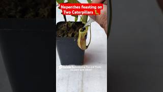 Feeding my Nepenthes two juicy caterpillars🐛 pitcherplant nepenthesplant carnivorousplants [upl. by Strong]