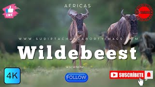 quotWildebeest of Africa Nature’s Epic Migration and Survival Storyquot [upl. by Inaluahek]