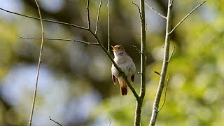 Nightingale singing [upl. by Nesyrb]