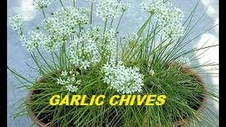 HOW TO GROW GARLIC CHIVES FROM SEED [upl. by Ardnued]