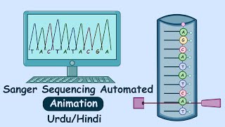 Automated Sanger Sequencing  DNA sequencing in Hindi [upl. by Marcell251]