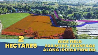 V171 2 Hectares Rice Farm 230mtrs Frontage Cuyapo Nueva Ecija With Aerial View [upl. by Annayar30]