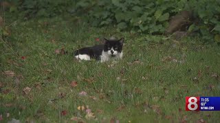 North Haven Animal Control to trap amp euthanize feral cats [upl. by Annawit961]