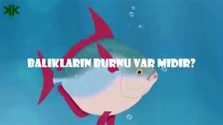 Balıkların burnu var mıdır Çocuk Belgeseli 😍 🐟 [upl. by Maillliw124]