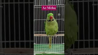 Parrot Sounds For Birds birds ringneckparrot animal funny funnyshorts ParrotReels [upl. by Noivert]