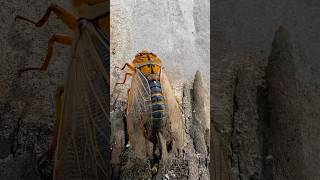 Masked devil cicada calling cicadas insects shorts [upl. by Auqenat]