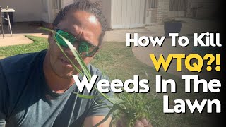 How To Kill Weeds In The Lawn  Quackgrass Weed [upl. by Staw]