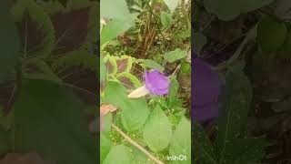 എന്റെ ചെടികൾ 🥰 വെറൈറ്റി കളർ super gardening garden flowerschedikal flower kashuttans world [upl. by Twedy]