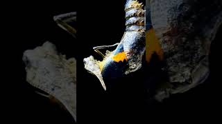 Larva Transforming to Moth  educationalshorts timelapse [upl. by Naie]