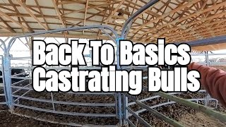 Expert Tips Castrating bulls with our original setup [upl. by Raney]