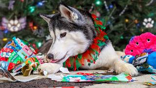 My Dogs Christmas Haul From Santa Paws 🎄 Dogs Opening Christmas Presents [upl. by Fin]