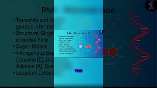 The Role of RNA Understanding the Differences from DNA [upl. by Noraha]