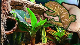 Leachie Gecko Bioactive Vivarium Build Step By Step Leap Habitat [upl. by Kelda407]