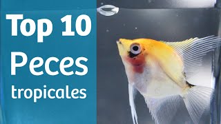 TOP 10 TROPICALES 🔟🐠 Peces para tu acuario tropical [upl. by Anivlac]