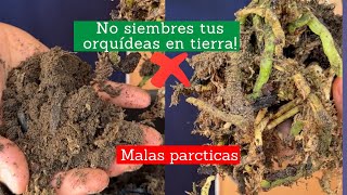 Errores que matan tus orquídeas No siembres tus orquídeas en tierra [upl. by Dunseath]