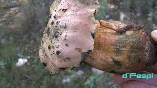 BOLETUS Lupinus 19yT Hongos Basidiomicetos [upl. by Aticnemrac]