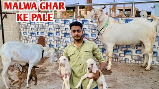 Home Breed Malwa Goat At Akib Goat’s [upl. by Gilmer]