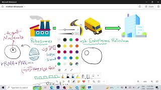 Cytology Lecture 4 RibosomesrERsERGolgi [upl. by Cadmar637]