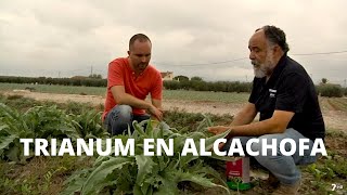 TRIANUM contra hongos patógenos en alcachofa y brócoli [upl. by Tom902]