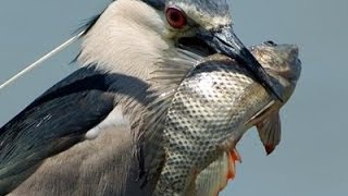 قنص بلشون في مصر  Nycticorax nycticorax [upl. by Aineg]