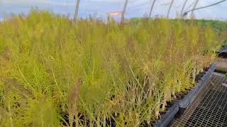 Fennel starts farm [upl. by Eaver]