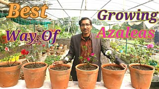 The Best Way of Growing AZALEAS [upl. by Lotti]