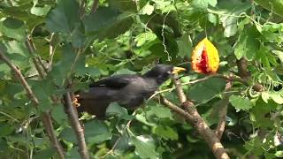 Myna and Bulbul eating Bitter Gourd fruit [upl. by Dinerman894]