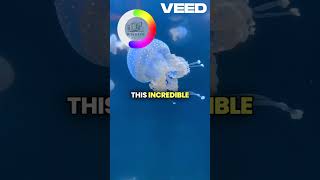 Jelly Fish Wonder of Nature animals factshorts [upl. by Hope]