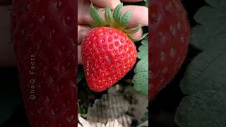 How to Grow Strawberry Plants at Home 🍓 plants farming shorts [upl. by Yednil497]