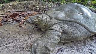 The discovery of a soft Turtle of the Nile Trionyx tri unguis in the Gabonese forest [upl. by Narine968]