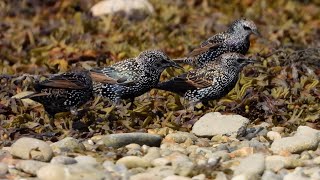 Chesil and Ferrybridge Waders  September 24  2 [upl. by Namqul]