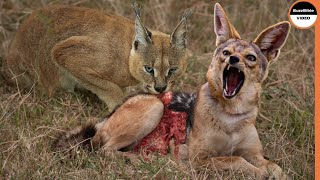 Jackals Are Vanquished By a Single Caracal [upl. by Ahsienad]