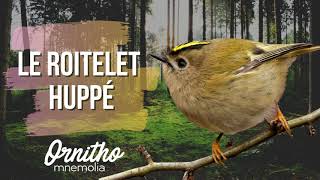 Le roitelet huppé [upl. by Ahsiekar]