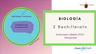 ESTRUCTURAS CELULARES XII PEROXISOMAS [upl. by Ilocin590]